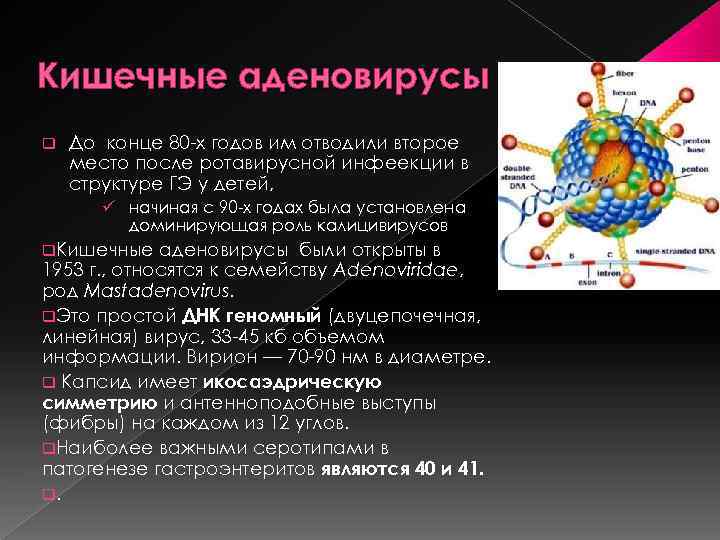 Кишечные аденовирусы q До конце 80 х годов им отводили второе место после ротавирусной