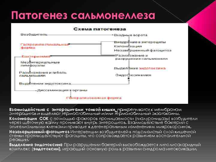 Патогенез сальмонеллеза Взаимодействие с энтероцитами тонкой кишки, прикрепляются к мембранам энтероцитов и выделяют термостабильный