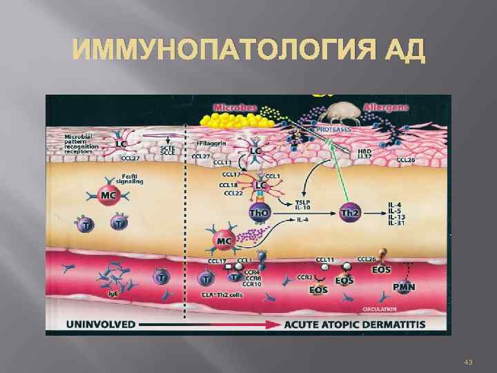 ИММУНОПАТОЛОГИЯ АД 43 