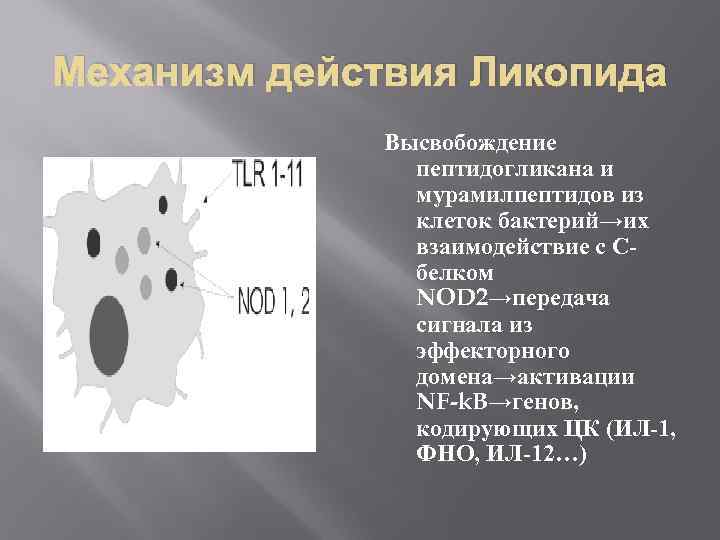 Механизм действия Ликопида Высвобождение пептидогликана и мурамилпептидов из клеток бактерий→их взаимодействие с Сбелком NOD