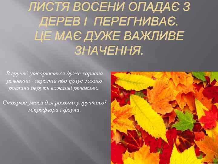 ЛИСТЯ ВОСЕНИ ОПАДАЄ З ДЕРЕВ І ПЕРЕГНИВАЄ. ЦЕ МАЄ ДУЖЕ ВАЖЛИВЕ ЗНАЧЕННЯ. В грунті