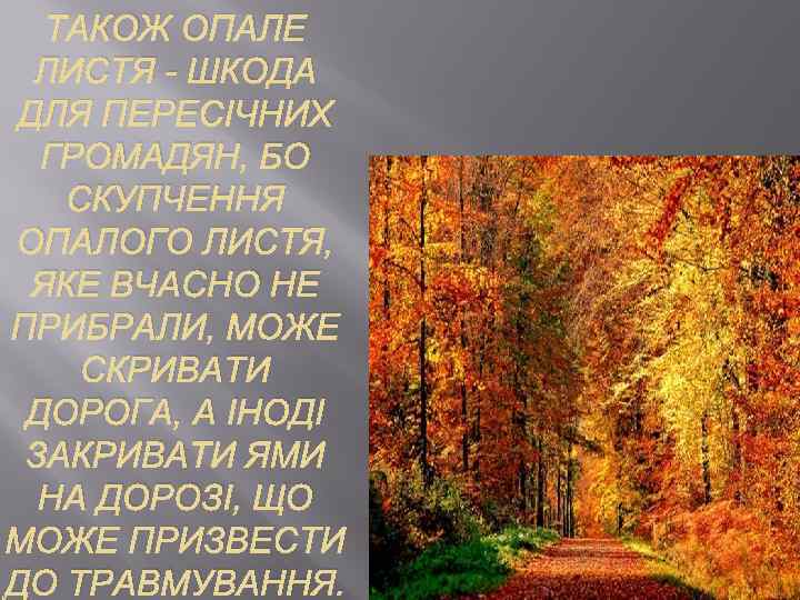 ТАКОЖ ОПАЛЕ ЛИСТЯ - ШКОДА ДЛЯ ПЕРЕСІЧНИХ ГРОМАДЯН, БО СКУПЧЕННЯ ОПАЛОГО ЛИСТЯ, ЯКЕ ВЧАСНО