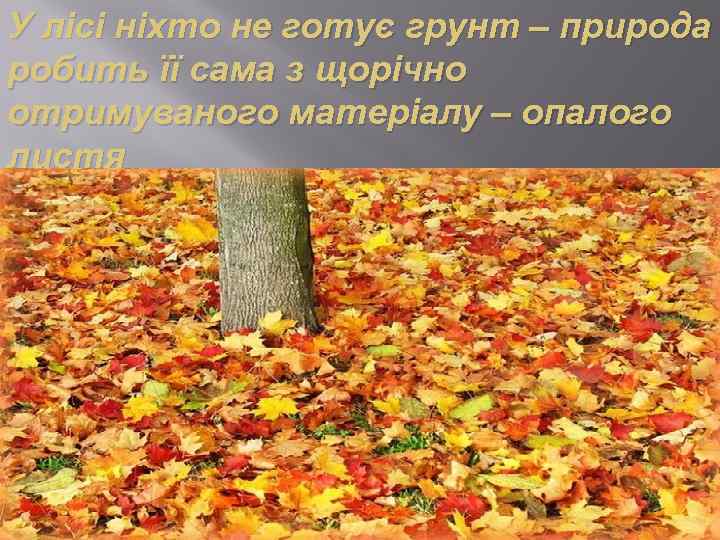 У лісі ніхто не готує грунт – природа робить її сама з щорічно отримуваного