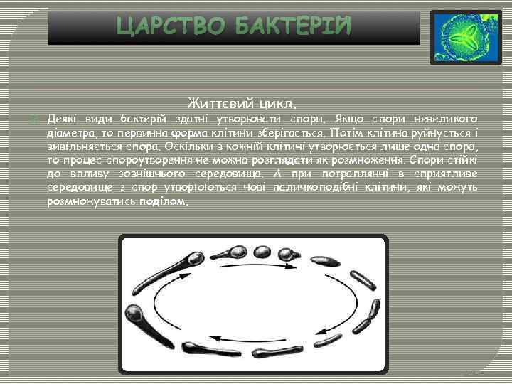 ЦАРСТВО БАКТЕРІЙ Життєвий цикл. Деякі види бактерій здатні утворювати спори. Якщо спори невеликого діаметра,