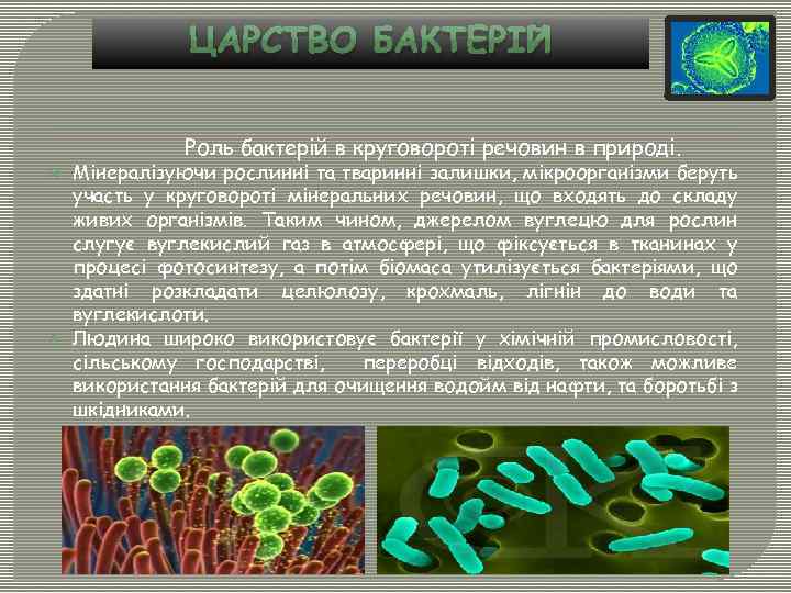 ЦАРСТВО БАКТЕРІЙ Роль бактерій в круговороті речовин в природі. Мінералізуючи рослинні та тваринні залишки,