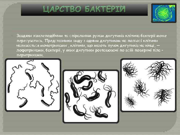 ЦАРСТВО БАКТЕРІЙ Завдяки хвилеподібним та спіральним рухам джгутиків клітина бактерії може пересуватись. Представники виду