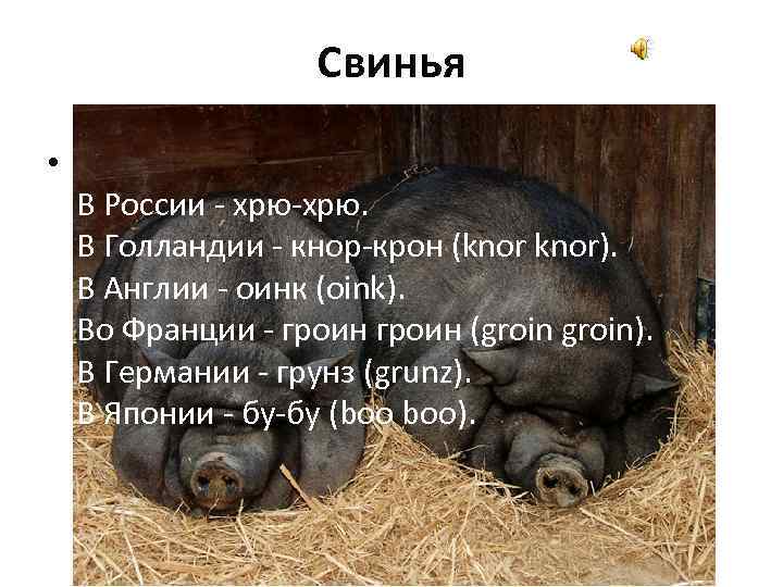 Свинья • В России - хрю-хрю. В Голландии - кнор-крон (knor). В Англии -