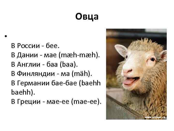 Овца • В России - бее. В Дании - мае (mæh-mæh). В Англии -