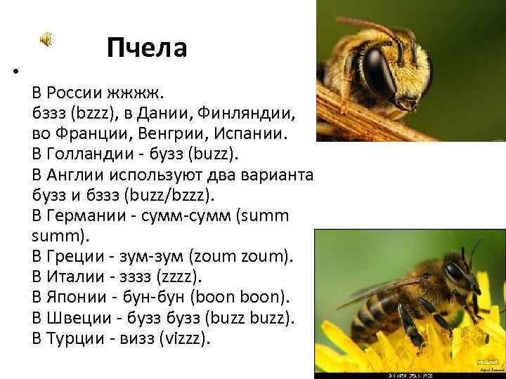  • Пчела В России жжжж. бззз (bzzz), в Дании, Финляндии, во Франции, Венгрии,