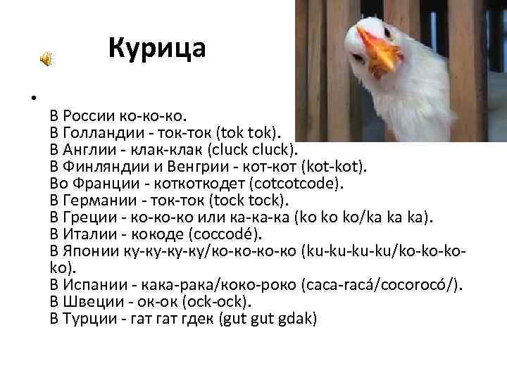 Курица • В России ко-ко-ко. В Голландии - ток-ток (tok tok). В Англии -