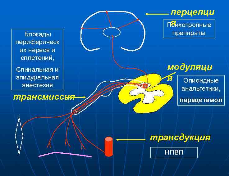 перцепци я Психотропные Блокады периферическ их нервов и сплетений, Спинальная и эпидуральная анестезия трансмиссия