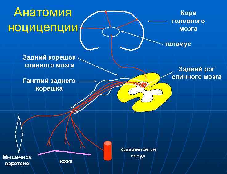 Анатомия ноцицепции Кора головного мозга таламус Задний корешок спинного мозга Задний рог спинного мозга