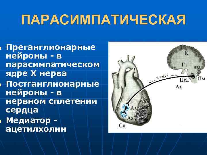 n n n ПАРАСИМПАТИЧЕСКАЯ Преганглионарные нейроны - в парасимпатическом ядре Х нерва Постганглионарные нейроны