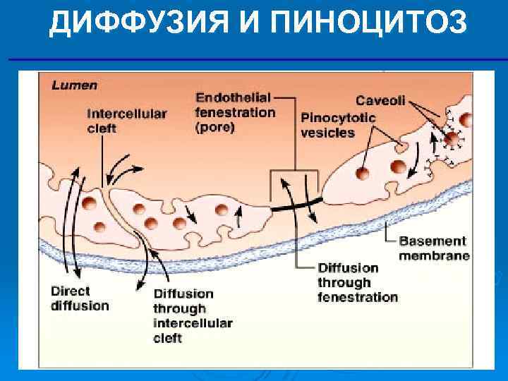 ДИФФУЗИЯ И ПИНОЦИТОЗ 