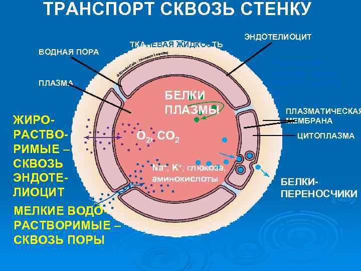 ТРАНСПОРТ СКВОЗЬ СТЕНКУ ВОДНАЯ ПОРА ТКАНЕВАЯ ЖИДКОСТЬ ПЛАЗМА ЖИРОРАСТВОРИМЫЕ – СКВОЗЬ ЭНДОТЕЛИОЦИТ МЕЛКИЕ ВОДОРАСТВОРИМЫЕ