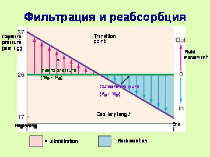 СИЛЫ СТАРЛИНГА ЛИМФА ТКАНЕВАЯ ЖИДКОСТЬ 12 0 8 (See next slide) → ОТ АРТЕРИОЛЫ
