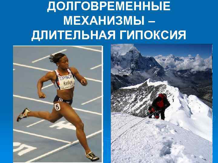 ДОЛГОВРЕМЕННЫЕ МЕХАНИЗМЫ – ДЛИТЕЛЬНАЯ ГИПОКСИЯ 