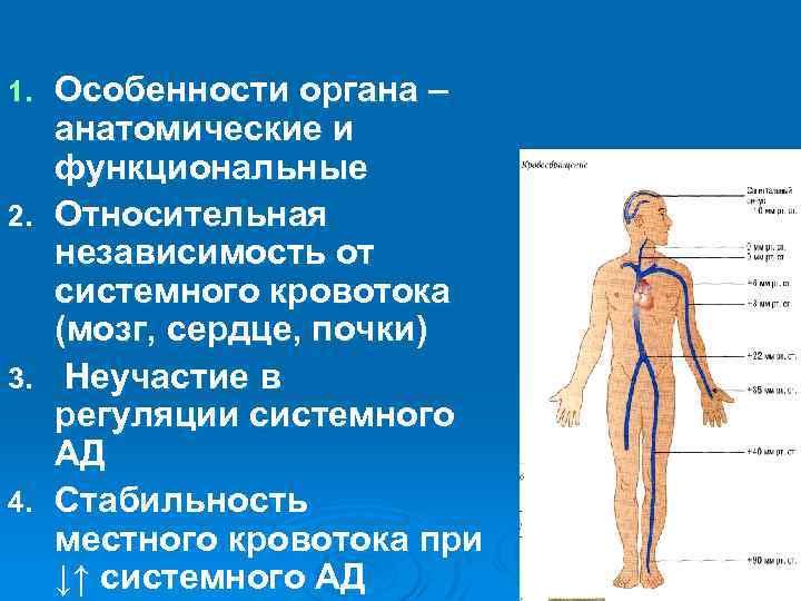 Особенности органа – анатомические и функциональные 2. Относительная независимость от системного кровотока (мозг, сердце,