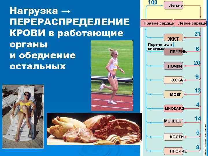 Нагрузка → ПЕРЕРАСПРЕДЕЛЕНИЕ КРОВИ в работающие органы и обеднение остальных 100 Легкие Правое сердце