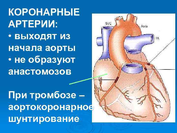 КОРОНАРНЫЕ АРТЕРИИ: • выходят из начала аорты • не образуют анастомозов При тромбозе –