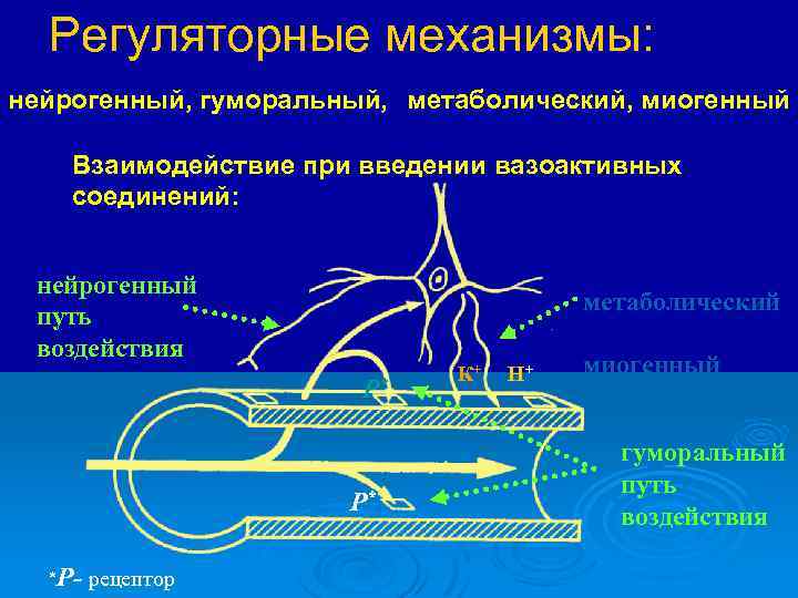 Регуляторные механизмы: нейрогенный, гуморальный, метаболический, миогенный Взаимодействие при введении вазоактивных соединений: нейрогенный путь воздействия