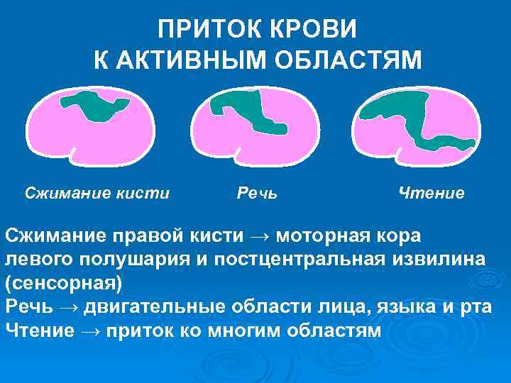 ПРИТОК КРОВИ К АКТИВНЫМ ОБЛАСТЯМ Сжимание кисти Речь Чтение Сжимание правой кисти → моторная
