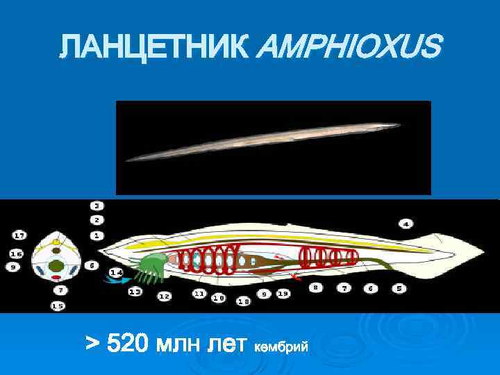 ЛАНЦЕТНИК AMPHIOXUS > 520 млн лет кембрий 