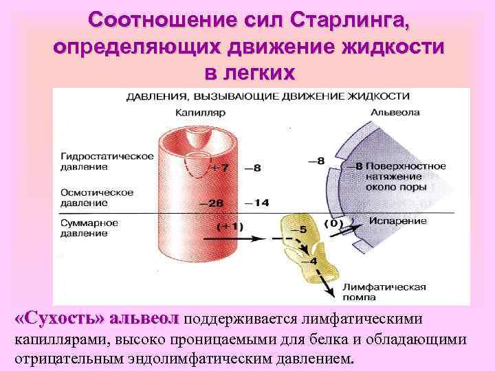 Соотношение сил Старлинга, определяющих движение жидкости в легких «Сухость» альвеол поддерживается лимфатическими капиллярами, высоко