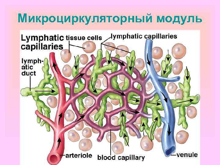 Микроциркуляторный модуль 