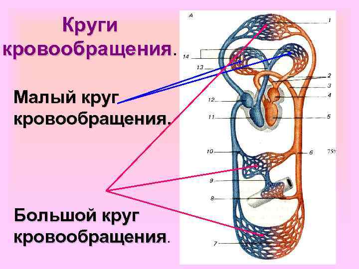 Круги кровообращения. Малый круг кровообращения. Большой круг кровообращения. 