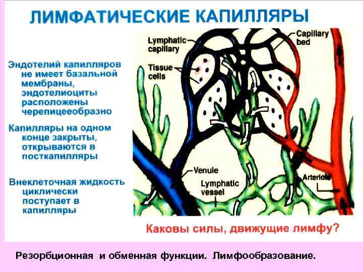 Резорбционная и обменная функции. Лимфообразование. 