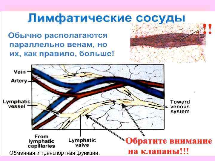 Обменная и транспортная функции. 