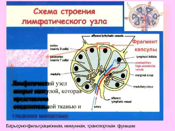 Барьерно-фильтрационная, иммунная, транспортная функции 