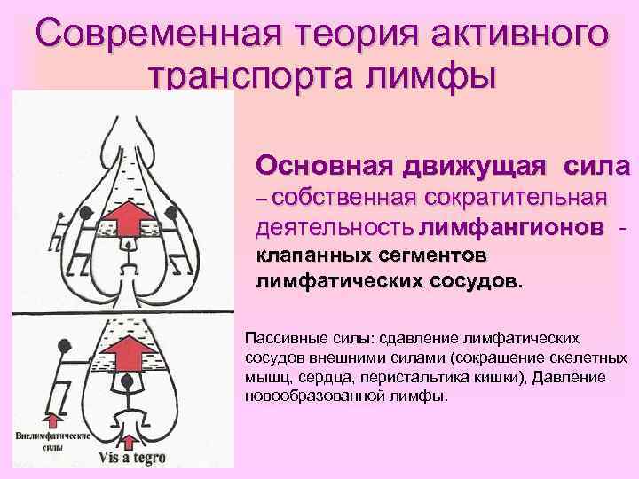 Современная теория активного транспорта лимфы Основная движущая сила – собственная сократительная деятельность лимфангионов клапанных