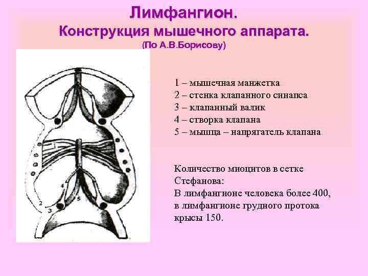 Лимфангион. Конструкция мышечного аппарата. (По А. В. Борисову) 1 – мышечная манжетка 2 –