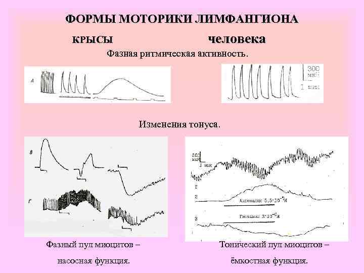 ФОРМЫ МОТОРИКИ ЛИМФАНГИОНА КРЫСЫ человека Фазная ритмическая активность. Изменения тонуса. Фазный пул миоцитов –