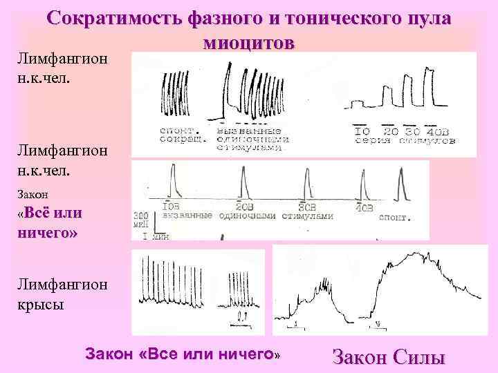 Сократимость фазного и тонического пула миоцитов Лимфангион н. к. чел. Закон «Всё или ничего»