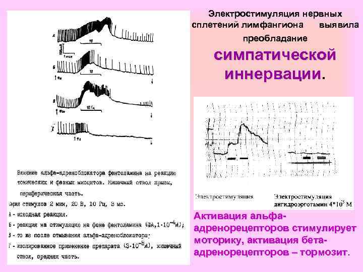 Электростимуляция нервных сплетений лимфангиона выявила преобладание симпатической иннервации Активация альфаадренорецепторов стимулирует моторику, активация бетаадренорецепторов