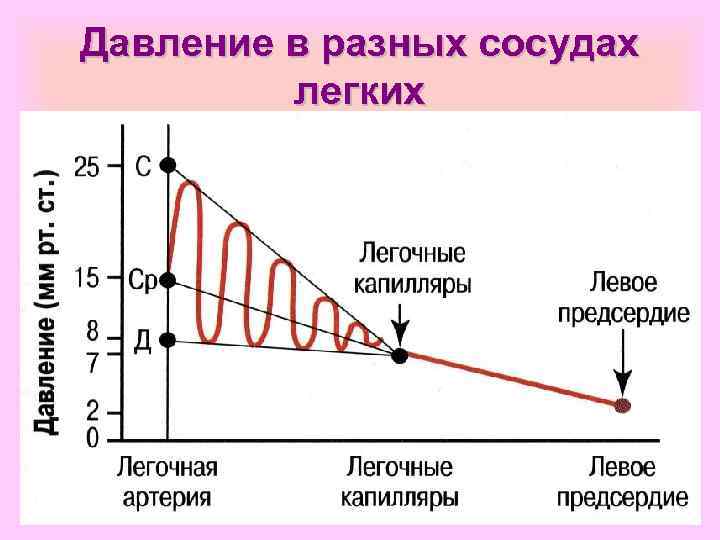 Давление в разных сосудах легких 