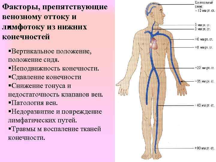 Факторы, препятствующие венозному оттоку и лимфотоку из нижних §. конечностей §Вертикальное положение, положение сидя.