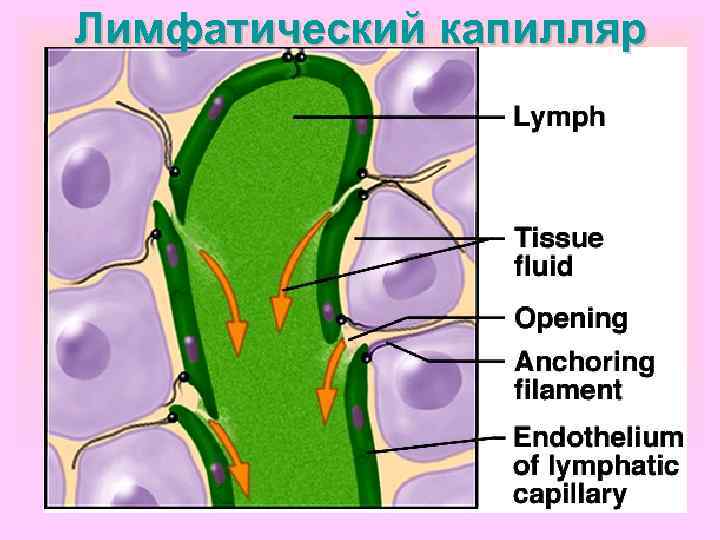 Лимфатический капилляр 