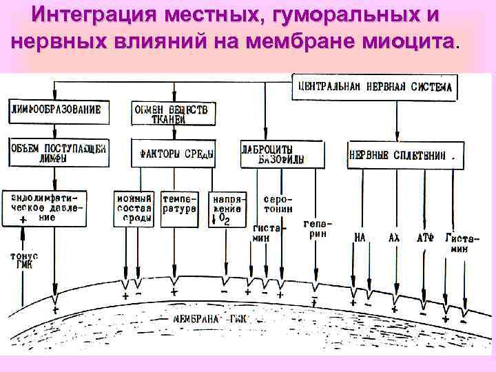 Интеграция местных, гуморальных и нервных влияний на мембране миоцита 