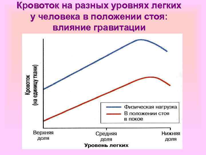 Кровоток на разных уровнях легких у человека в положении стоя: влияние гравитации 