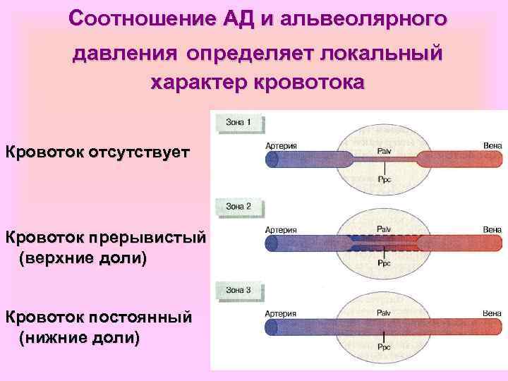 Соотношение АД и альвеолярного давления определяет локальный характер кровотока Кровоток отсутствует Кровоток прерывистый (верхние