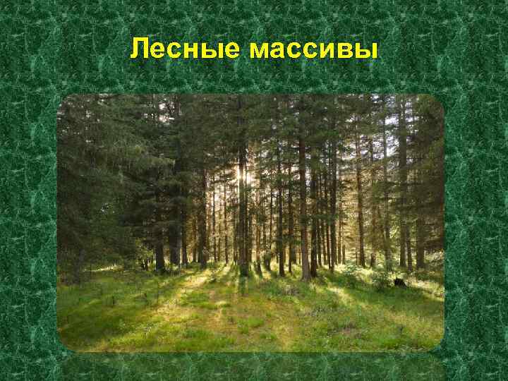 Лесные массивы 