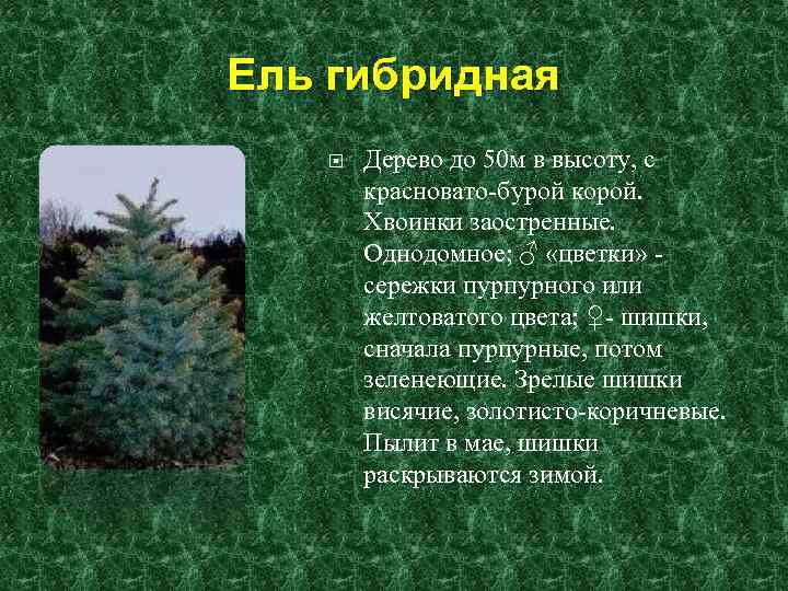 Ель гибридная Дерево до 50 м в высоту, с красновато-бурой корой. Хвоинки заостренные. Однодомное;
