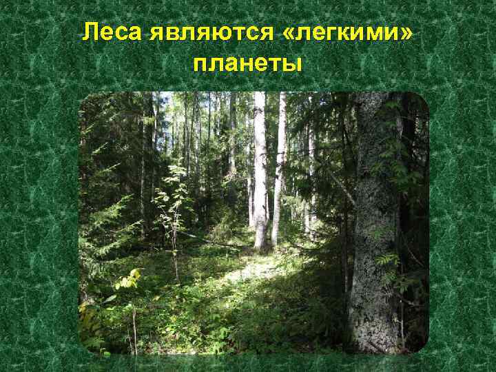 Леса являются «легкими» планеты 