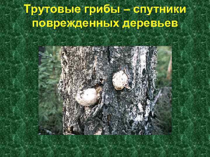 Трутовые грибы – спутники поврежденных деревьев 