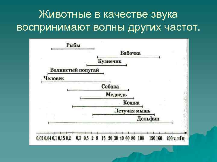 Животные в качестве звука воспринимают волны других частот. 