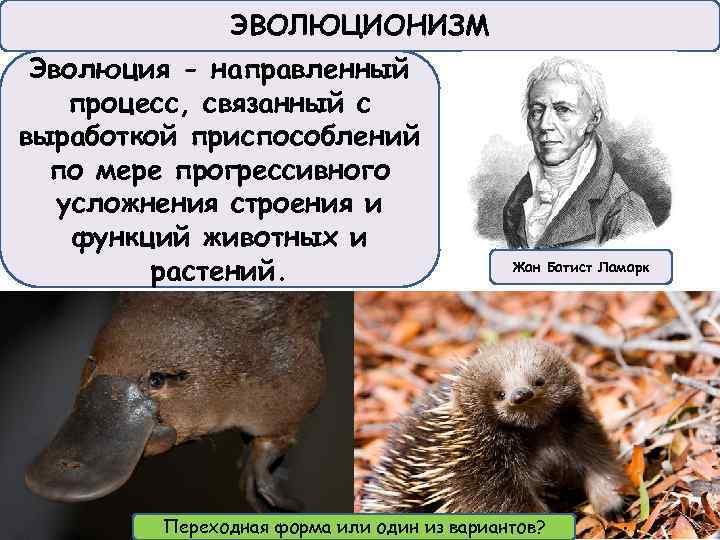 ЭВОЛЮЦИОНИЗМ Эволюция - направленный процесс, связанный с выработкой приспособлений по мере прогрессивного усложнения строения